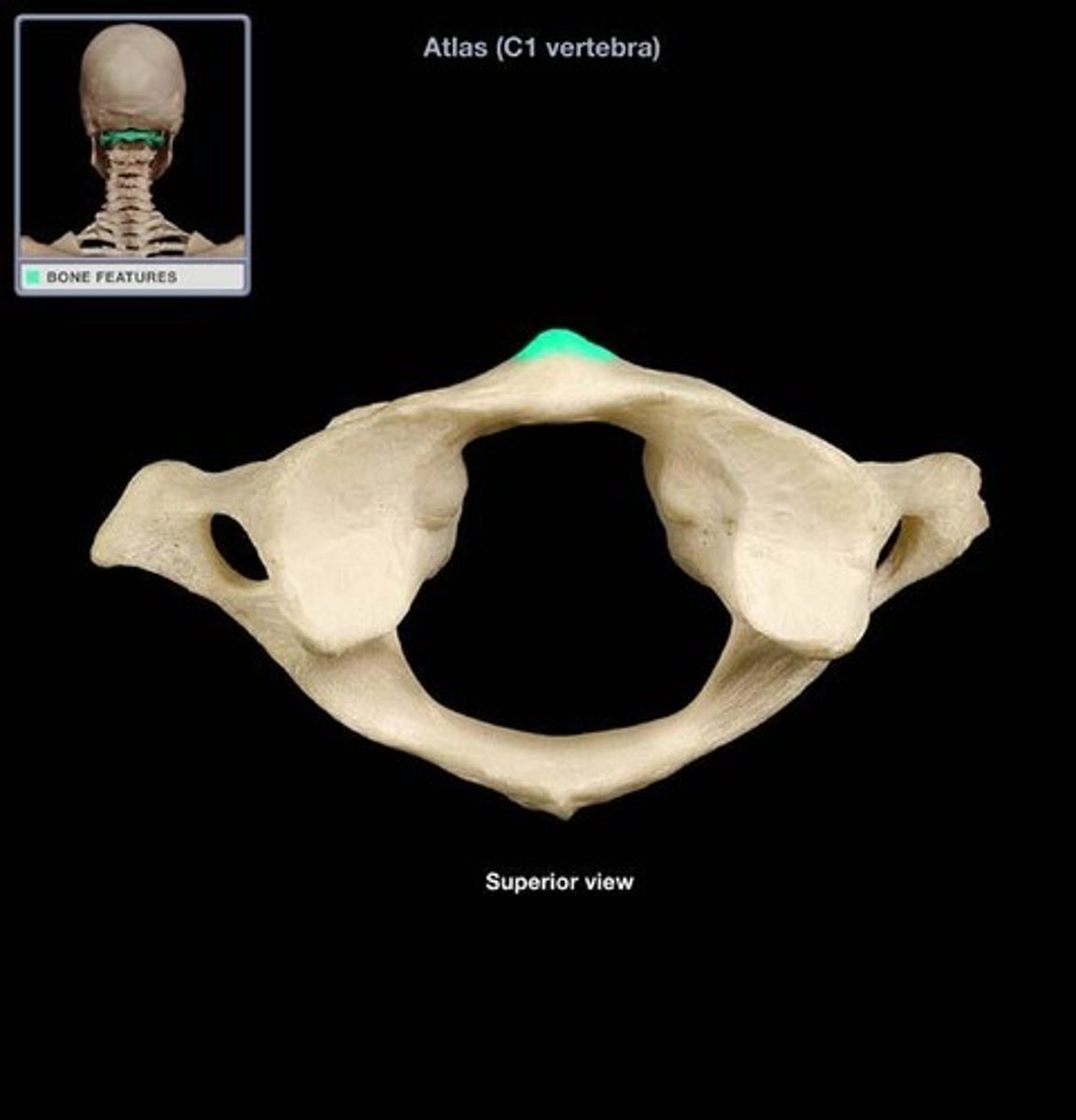 <p>serves as site of attachment for cervical ligaments and muscles</p>