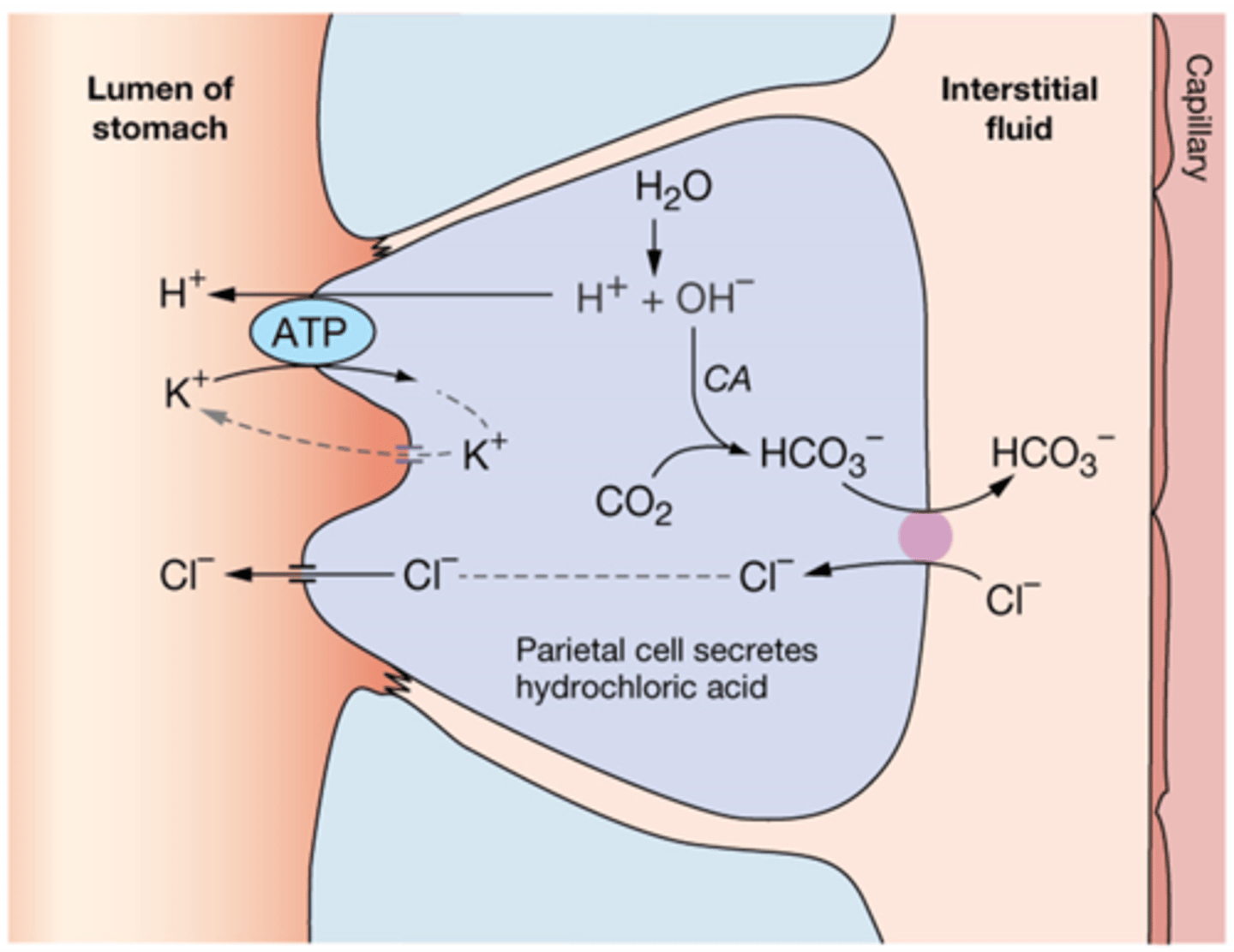 <p>basolateral side - Chloride and bicarb (antiporter)</p><p>Apical - K+ H+ ATPase, Chlorine transporter</p>