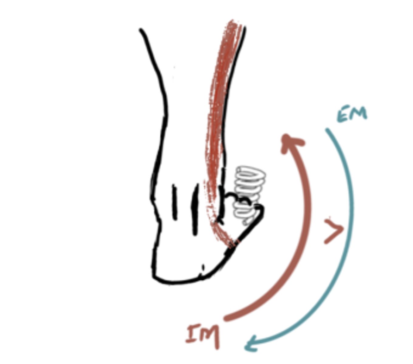 <p>IM: Eversion (Fibularis)</p><p>EM: Inversion</p><p>IM&gt;EM (concentric) *eversion*</p><p>Angle = everted</p>