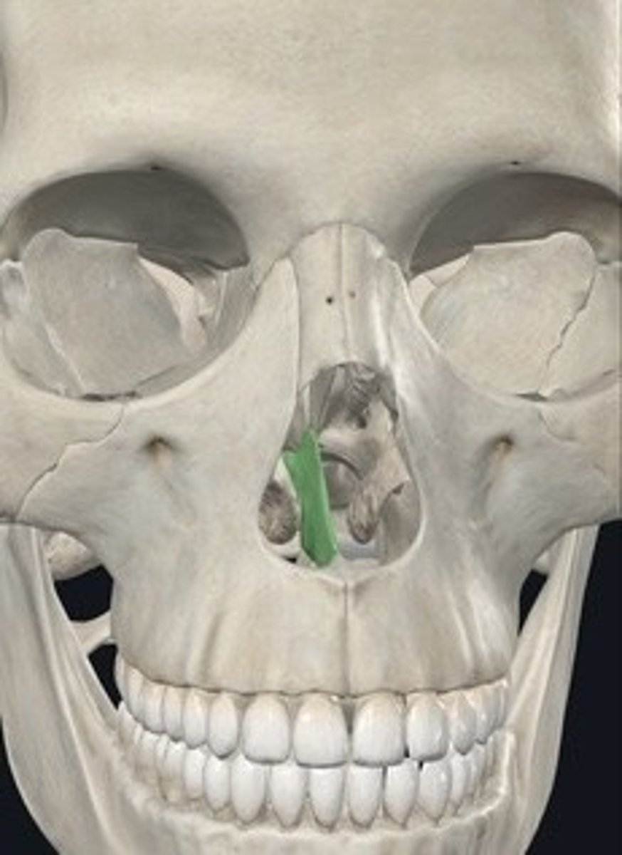 <p>Bone forming the inferior part of the nasal septum.</p>