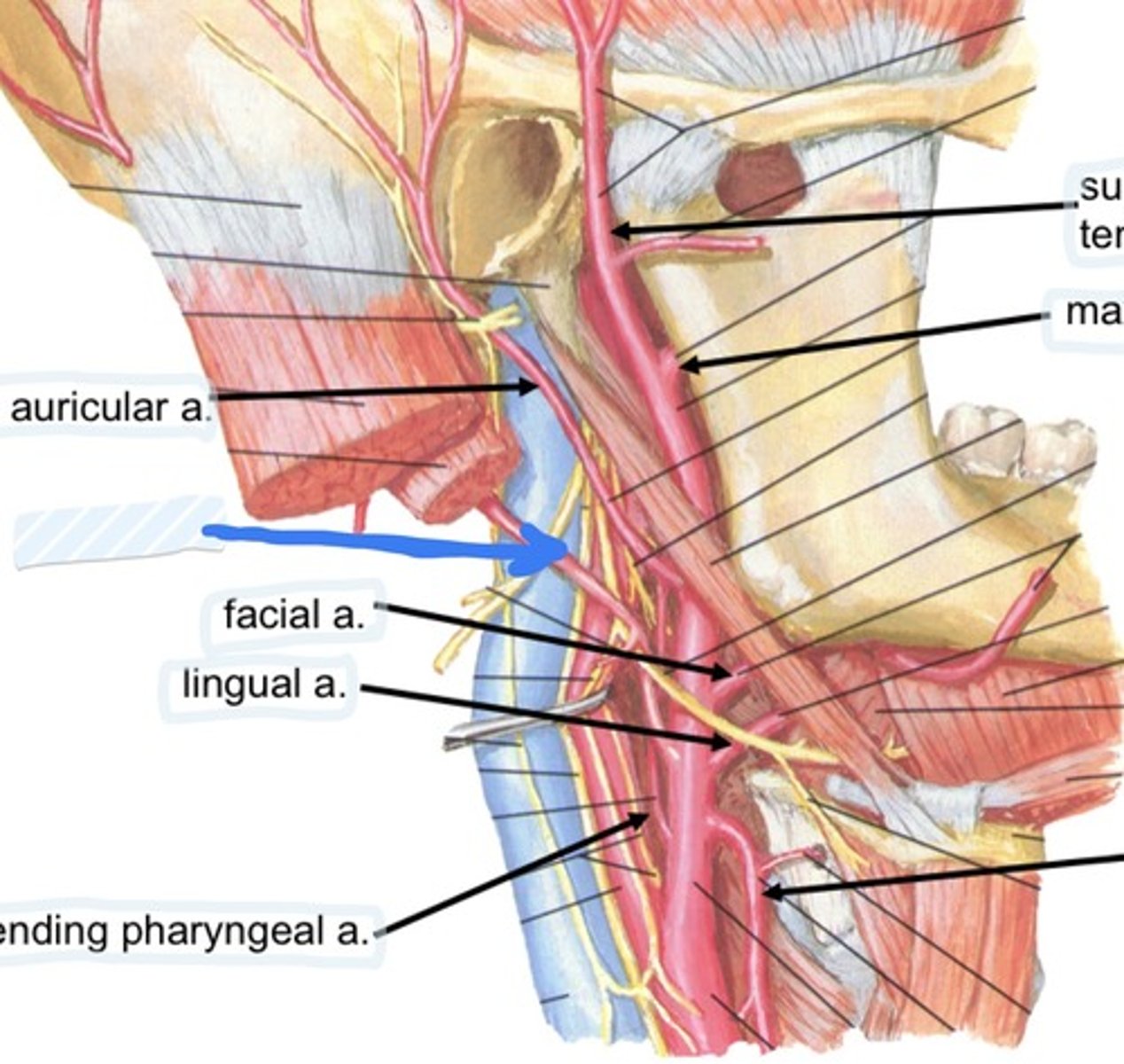 knowt flashcard image