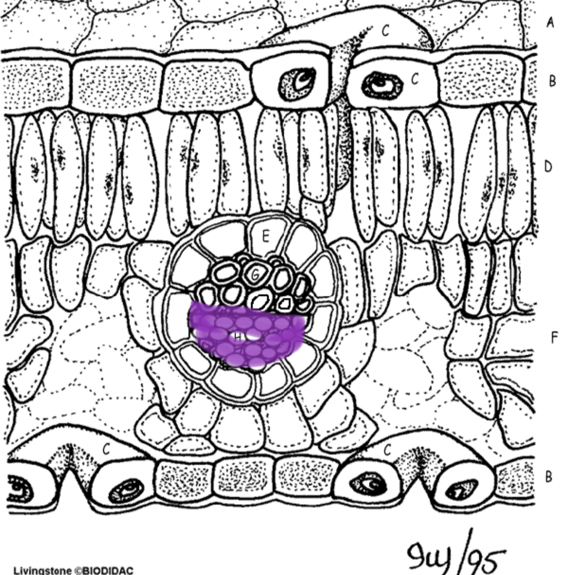 <p>bottom half of vein, transports sugar (food)</p>