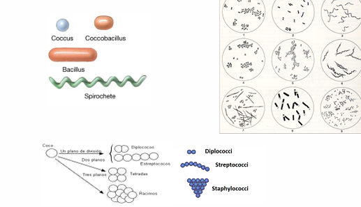 <p><mark data-color="#c1f3ef" style="background-color: rgb(193, 243, 239); color: inherit;">Según su morfología (que puede ser muy distinta), pueden ser:</mark></p><ul><li><p>Cocos</p></li><li><p>Bacilos</p></li><li><p>Coccobacilos / bacilococcos</p></li><li><p>Espirilados (espiroqueta)</p></li></ul><p>Cuando crecen pueden agruparse formando:</p><ul><li><p>cadenas, como es el caso de los streptococcos</p></li><li><p>o racimos, como los staphylococcos</p></li></ul><p><mark data-color="#c1f3ef" style="background-color: rgb(193, 243, 239); color: inherit;">Según su pared celular pueden ser:</mark></p><ul><li><p>Gram negativo </p></li><li><p>Gram positivo</p></li><li><p>Pared atípica</p></li><li><p>Sin pared celular</p></li></ul><p><mark data-color="#c1f3ef" style="background-color: rgb(193, 243, 239); color: inherit;">Según su relación con el oxígeno pueden ser:</mark></p><ul><li><p>Aerobios estrictos</p></li><li><p>Aerobios y anaerobios facultativos</p><ul><li><p>en presencia de oxígeno oxidan, pero sin este son capaces de fermentar, es decir, cambian el metabolismo según si hay oxígeno o no lo hay. Les interesa más oxidar porque obtenemos más energía de esta manera que fermentando.</p></li></ul></li><li><p>Anaerobios estrictos</p></li><li><p>Microaerofilicos</p><ul><li><p>toleran concentraciones más bajas de oxígeno en comparación con las ambientales. No son muy frecuentes</p></li></ul></li></ul><p></p>