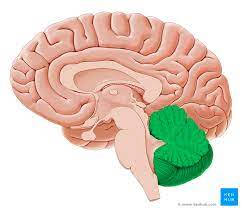 <p>-projects from under the occipital lobe of the cerebrum</p><p>-has 2 hemispheres and a convoluted surface, connected by a constricted area called the vermis</p><p>-precise timing for skeletal muscle activity and controls our balance and equilibrium; does job less well when sedated by alcohol</p>