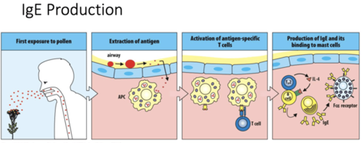 <p>A: Antigen-presenting cells (APCs) capture and process pollen allergens from the airway lining.</p>