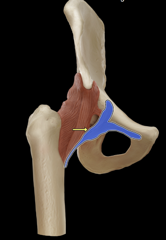 <p>Pubofemoral ligament</p>