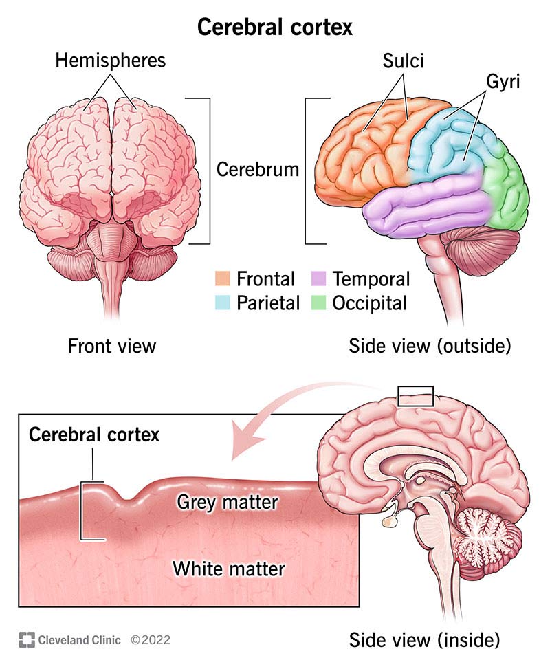 <p>The “modern brain”. This is the “rind” that is the body’s ultimate control <span style="font-size: 1.6rem">and information processing</span> center. Also known as “grey matter”. It is made of 4 lobes:</p><ul><li><p>frontal (forehead): voluntary movement, expressive language and for managing higher level executive functions</p></li><li><p>parietal (top to rear end): sensory perception and integration,</p></li><li><p>occipital (back head): visual perception, including colour, form and motion</p></li><li><p>temporal (side of head): processing auditory information and with the encoding of memory<span>.</span></p></li></ul><p></p>