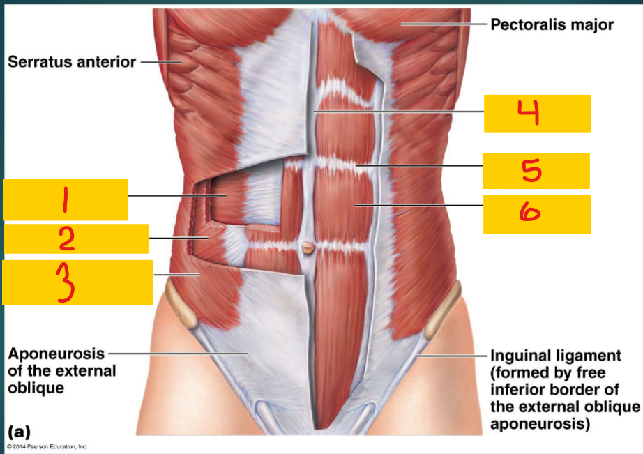 <p>2 - one of the flat muscles of the abdomen</p>