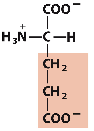 <p>Which amino acid is this?</p>