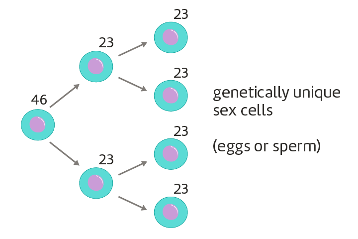 <p>A type of cell division that reduces the chromosome number by half, producing four genetically diverse gametes. Meiosis consists of two rounds of division, meiosis 1 and meiosis 2. </p>