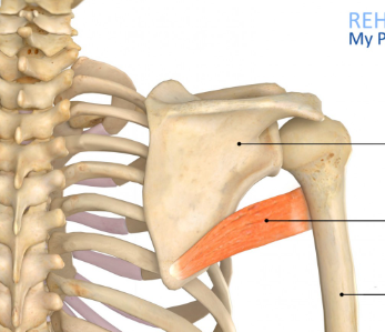 <p>Teres Major</p>