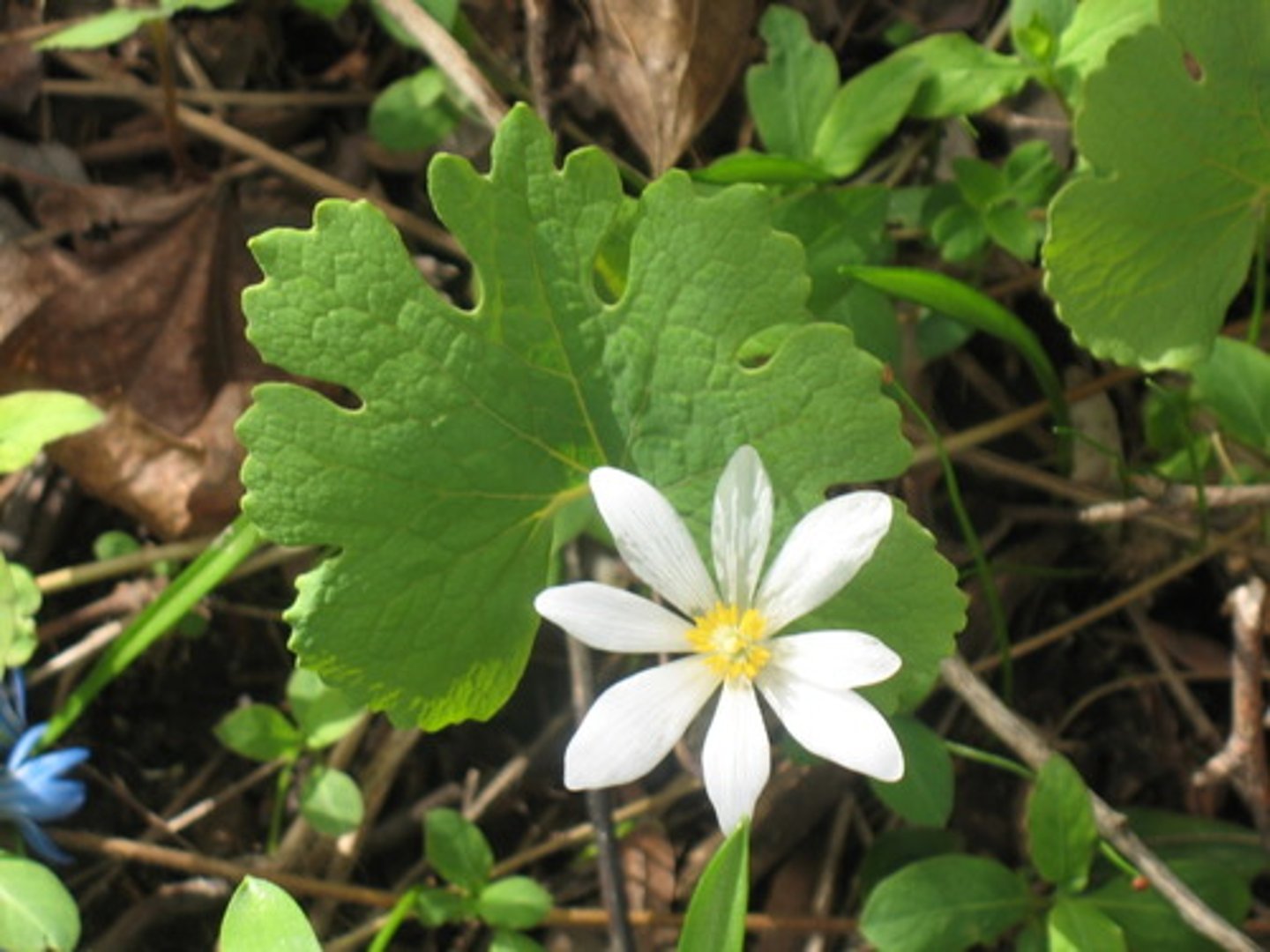 <p>colonizing habit; orange sap;</p><p>blooms: 8 petal white blooms in Mach/April</p><p>leaves: lobed; individual stem;</p>