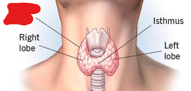 <p>Responsible for metabolism and other functions. Part of the endocrine system. This gland receives instructions from the pituitary gland.</p>