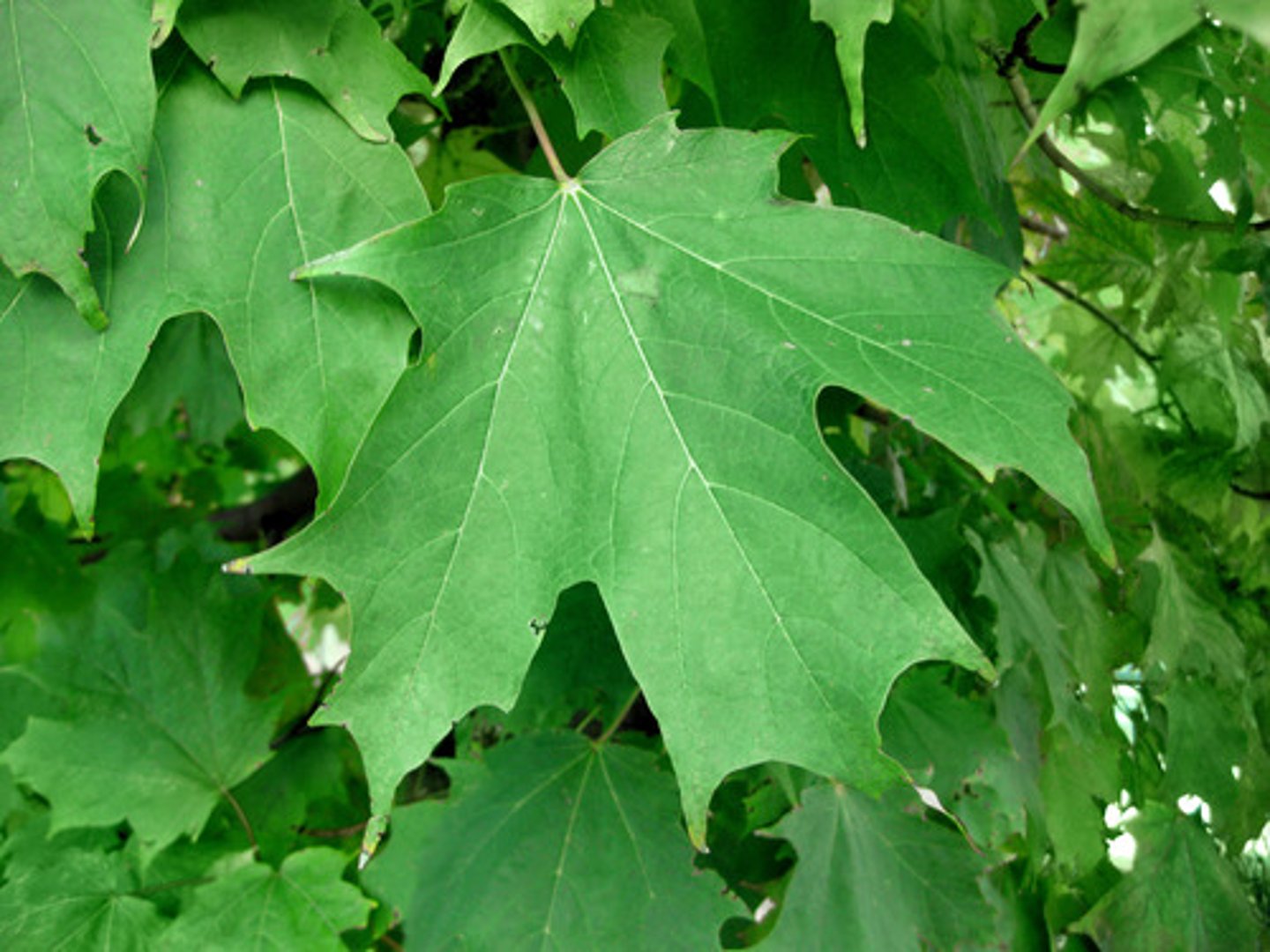 <p>Native <br>Leaf: simple, opposite, entire, palmately veined <br>Other: maple syrup</p>