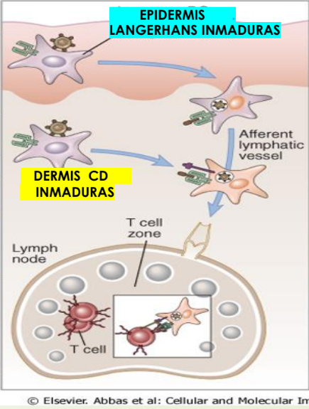 <p>Epidermis: LANGERHANS</p><p><u>Dendríticas INMADURAS</u> QUIECENTES</p><ul><li><p>Expresan receptores: PRRs y fagocitan</p></li><li><p>Gran capacidad de captura antigénica</p><p><span data-name="arrow_down" data-type="emoji">⬇</span><span data-name="arrow_down" data-type="emoji">⬇</span>expresión de MHC</p><p><span data-name="arrow_down" data-type="emoji">⬇</span><span data-name="arrow_down" data-type="emoji">⬇</span>expresión de moléculas co-estimulación </p></li></ul><p></p><p>Perdida de adhesividad al epitelio (Dejan de ser quiecentes)</p><ul><li><p>Expresión del CCR7 (ligandos CCL19 y CCL21 hacia los vasos linfáticos)</p></li></ul><p>Migran al GANGLIO LINFATCO x vasos linfáticos aferentes.</p><p></p><p><u>Dendríticas MADURAS</u></p><p><span data-name="arrow_up" data-type="emoji">⬆</span><span data-name="arrow_up" data-type="emoji">⬆</span>MHC (MHC 1 y 2 aumenta para la presentación del antígeno)</p><p><span data-name="arrow_up" data-type="emoji">⬆</span><span data-name="arrow_up" data-type="emoji">⬆</span> Co-estimulación B7 = CD80/86</p><p><span data-name="arrow_up" data-type="emoji">⬆</span><span data-name="arrow_up" data-type="emoji">⬆</span>Citoquinas </p><p>Activando los Linfocitos T vírgenes, iniciando respuesta adaptativa</p><p></p>