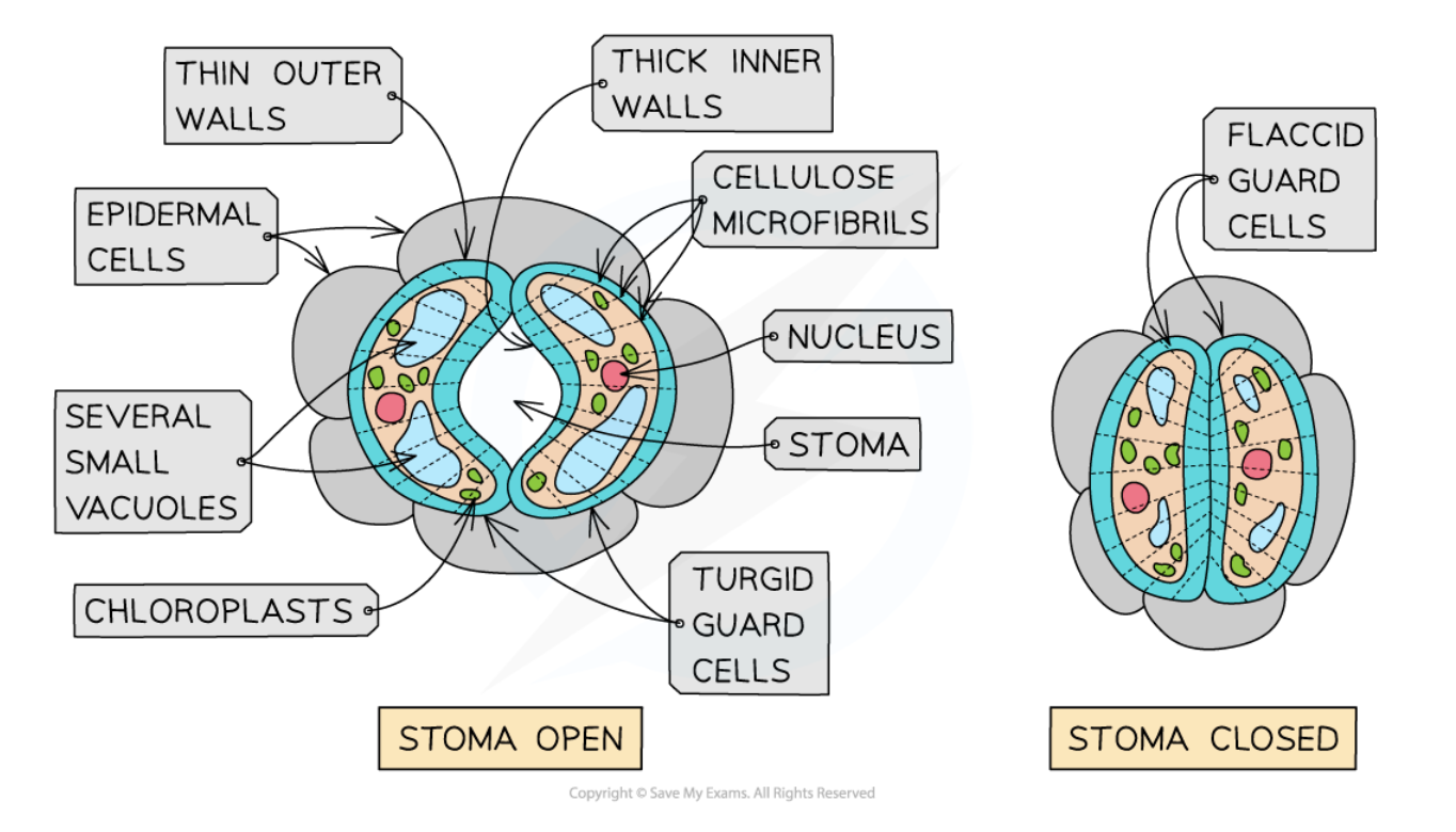 <ul><li><p><strong>thicker stoma-facing cell walls</strong> + <strong>thinner adjacent epidermal cell-facing cell walls</strong> that’re <strong>plasmodesmata-free</strong></p></li><li><p><strong>cellulose microfibrils arranged around the cells in bands</strong></p></li><li><p><strong>folded plasma membranes</strong> w/<strong> lots of channel/carrier proteins</strong></p></li><li><p><strong>high-chloroplast/mitochondria-density cytoplasm</strong></p></li><li><p><strong>lots of small vacuoles</strong> w/ <strong>fewer-grana thylakoids</strong></p></li><li><p><strong>lots of cristae in the mitochondria</strong></p></li></ul><p></p>