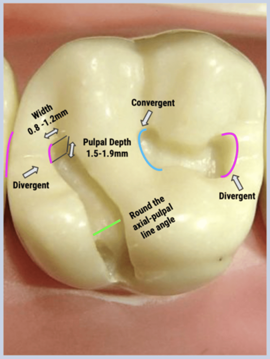 <p>lingual surface of tooth</p>