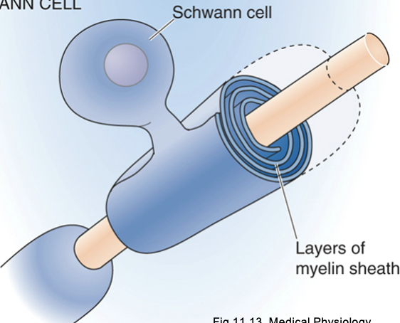 <p>Glial cells that form myelin sheaths of the PNS. One Schwann cell provides one myelin segment to a single axon. </p>