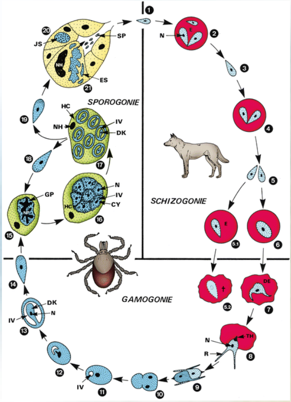 <p>This is the life cycle of?</p>