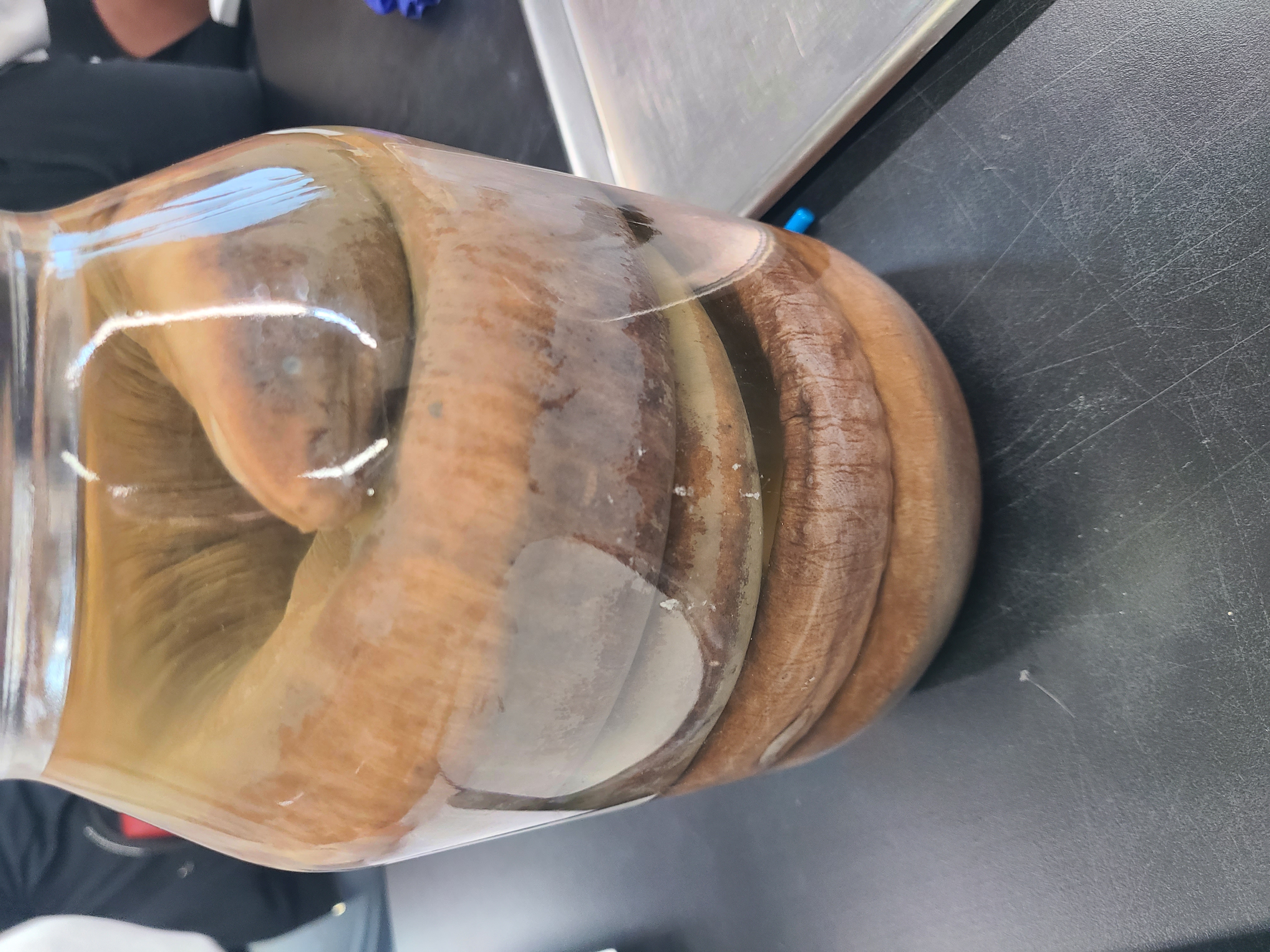 <p>Order and Family of Amphiuma tridactylum</p>