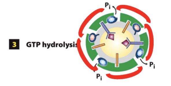 <ul><li><p>Sec23 GAP stimulates Sar1 GTP hyrodolysis</p></li><li><p>conformation change in Sar1</p></li></ul>