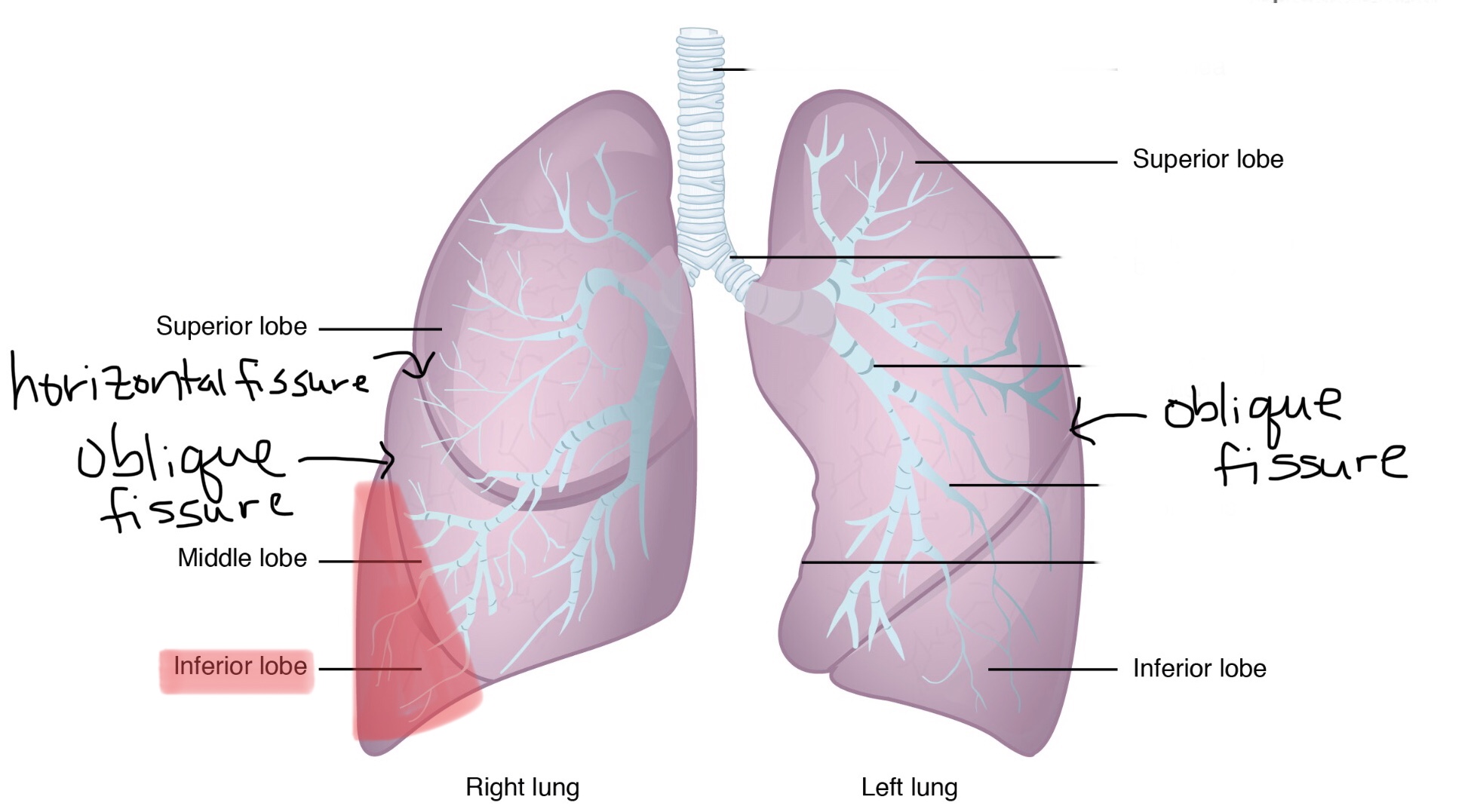 knowt flashcard image