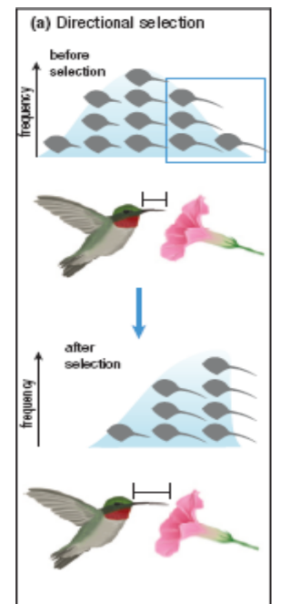 <p>The environment favours individuals with <u><strong>extreme</strong></u> variations of a trait</p><p><em>(one extreme over the other)</em></p><p>Results from: - species migrating to a new environment → aspects of habitat change</p><p> e.g. hummingbird moves to an area with different length flowers, birds with variations are more successful</p>