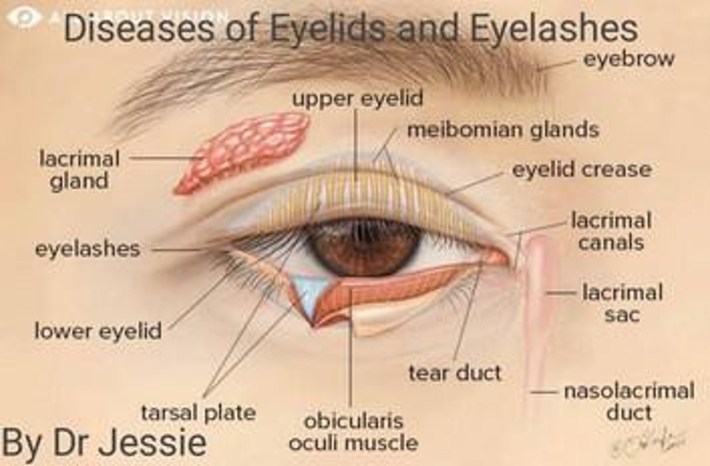 <p>The fold of skin that covers and protects the eye, playing a crucial role in maintaining moisture and removing debris.</p>