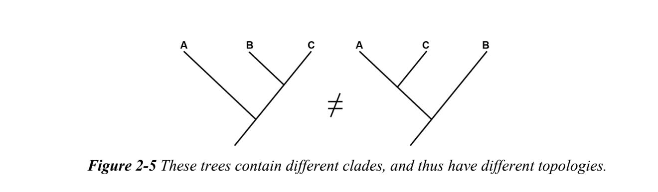 <p>A list of all the clades that a tree contains</p><p>representation of relationships between the clades</p>