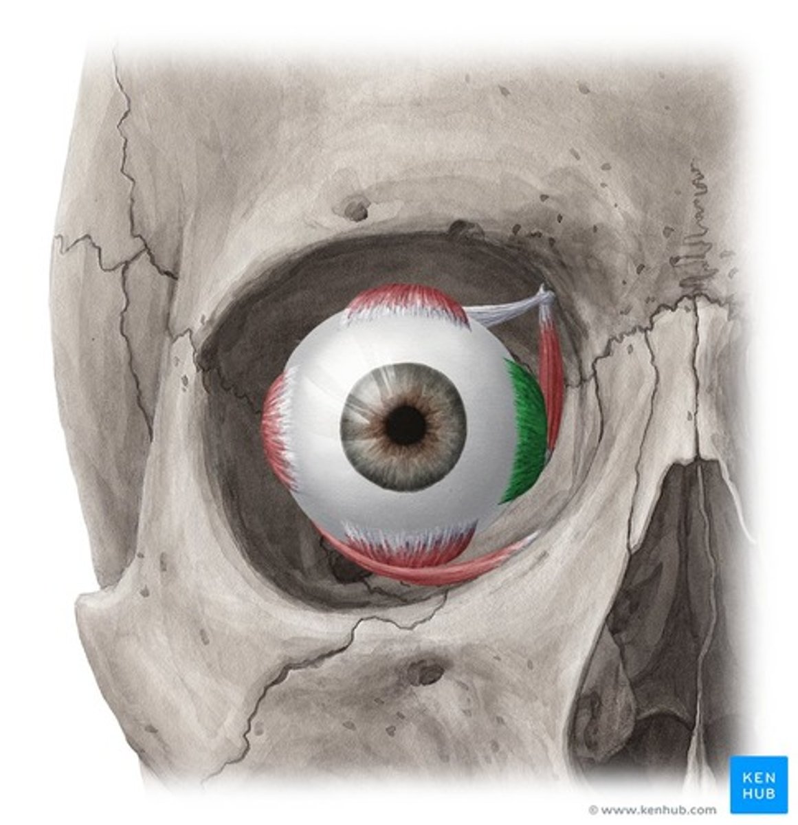 <p>moves eye medially</p>