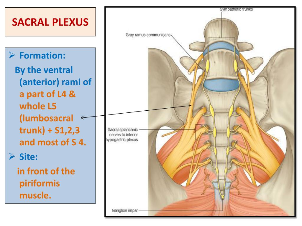 <p>D. Sacral splanchnics</p><ul><li><p class=""><strong>caudal epidural block</strong> anesthetizes the <strong>sacral spinal nerve roots</strong> (both dorsal and ventral roots) within the sacral canal, so it affects:</p><ul><li><p class=""><strong>Pelvic splanchnic nerves</strong> (parasympathetic fibers from S2–S4 ventral roots)</p></li><li><p class=""><strong>Pudendal nerve</strong> (somatic nerve from S2–S4 ventral roots)</p></li><li><p class=""><strong>S2 dorsal root</strong> (sensory input)</p></li><li><p class=""><strong>S2 ventral primary ramus</strong> (motor and autonomic fibers)</p></li></ul></li><li><p class=""><strong>Sacral splanchnic nerves</strong> are <strong>sympathetic fibers</strong> that arise from the <strong><u>sacral part of the sympathetic trunk</u></strong>, <em><u>not</u></em><u> from the spinal nerve roots themselves</u>, so they are <strong>not directly anesthetized</strong> by a caudal epidural block.</p></li></ul><p></p>