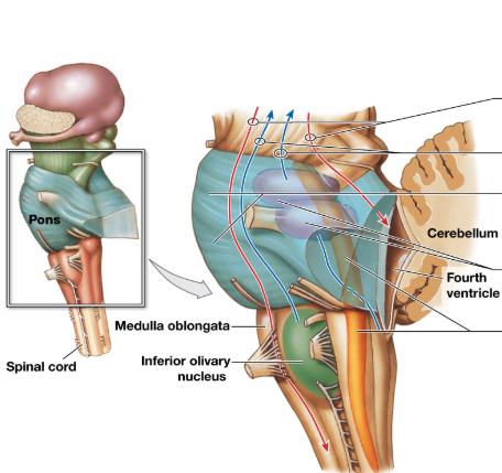 <ul><li><p>Largest part of brainstem, medial to midbrain and medulla oblongata </p></li><li><p>5-8 cranial nerve, no. 8 is shared </p></li><li><p>also regulates breathing </p><ul><li><p>Apneustic and pneumotaxic centers in gray matter region of pons</p></li></ul></li></ul><p></p>