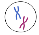 <p>chromosomes visible, unordered</p>