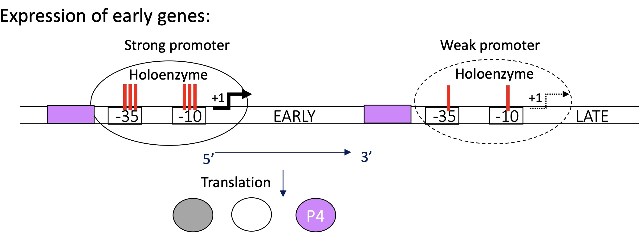 <p>At the beginning :&nbsp;</p><p>promoter for “early” genes = strong</p><ul><li><p>strong binding between holoenzyme &amp; promoter of “early” genes e.g. p4</p></li><li><p>strong expression of p4</p></li></ul><p>promoter for “late” genes = weak </p><ul><li><p>no transcription of “late” genes at the moment  </p></li></ul><p></p>