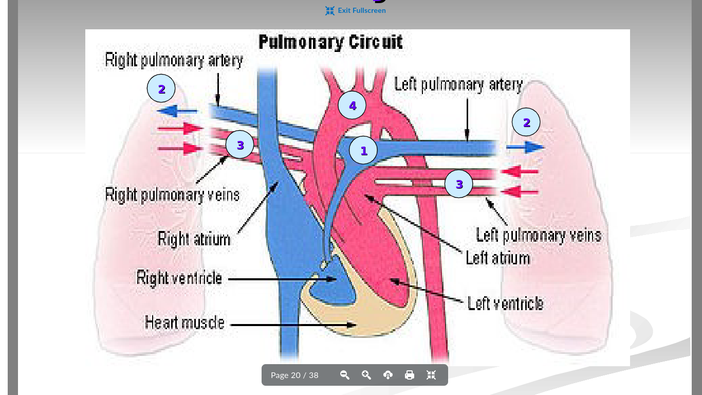 <ul><li><p>Deoxygenated blood leaves pulmonary arteries to go to lungs</p></li><li><p>Arteries become capillaries and receive oxygen from lungs</p></li><li><p>Oxygenated blood returns to the heart</p></li><li><p>Oxygenated blood can now enter systematic circuit where it is delivered to all parts of your body </p></li></ul><p></p>