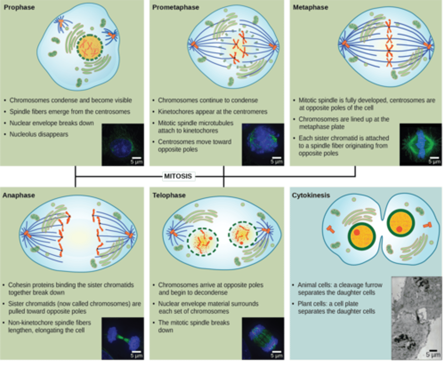 <p>1. prophase</p><p>2. metaphase</p><p>3. anaphase</p><p>4. telophase</p><p>5. cytokinesis</p><p>(mnemonic: P-MAT-C)</p>