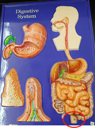 knowt flashcard image