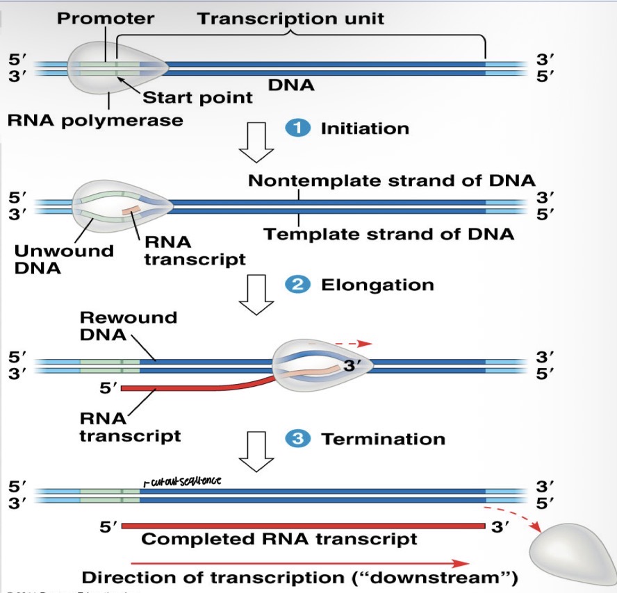 <p>when the polymerase reaches the polyadenylation signal (AAUAAA)</p>