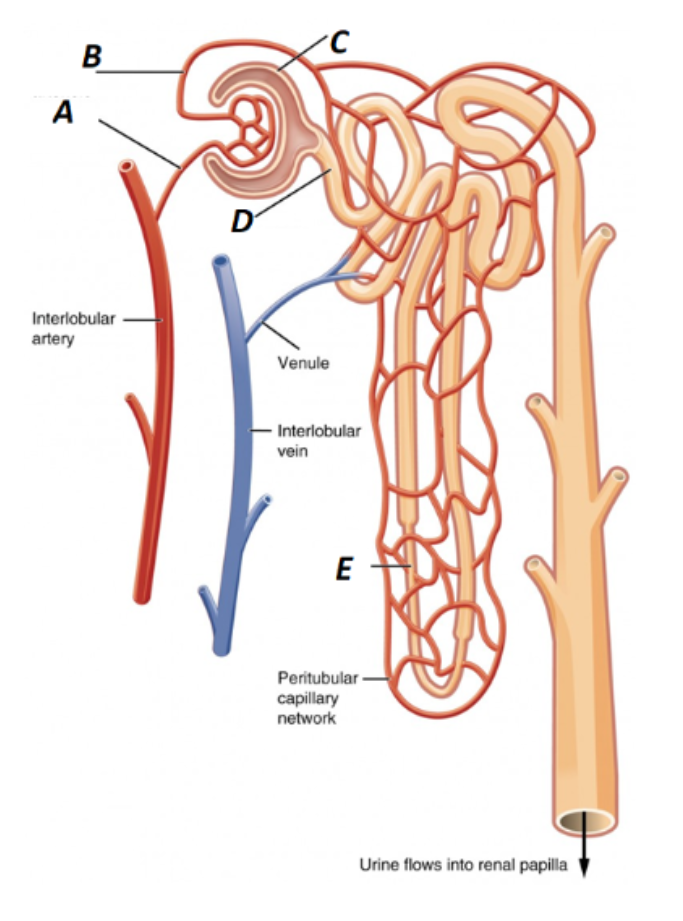 <p>Label A in the kidney image</p>