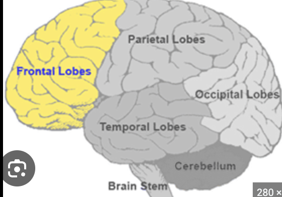 <p>Frontal Lobe</p>