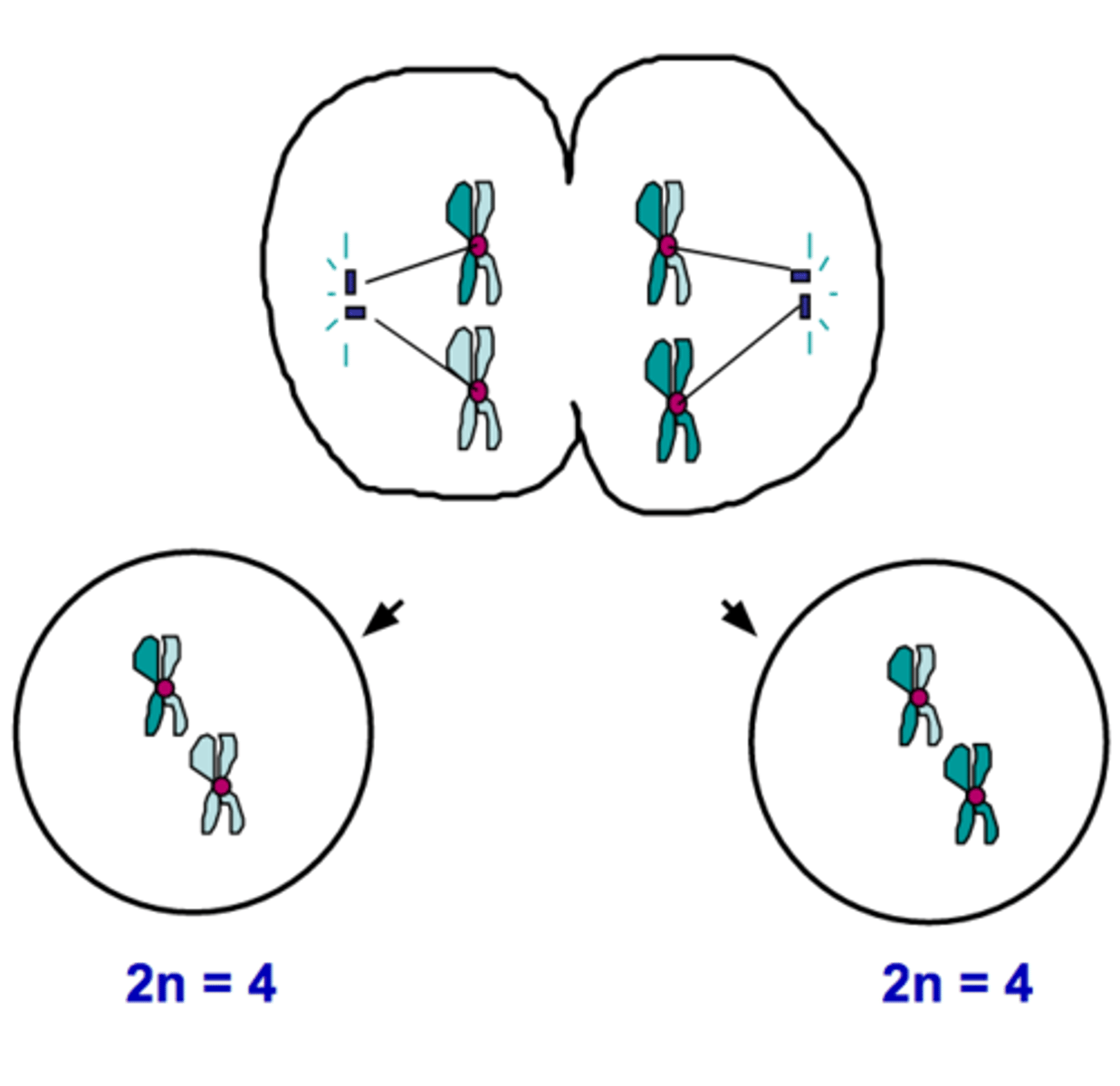 <p>The phase in meiosis in which two daughter cells are formed each containing a diploid number of chromosomes</p>