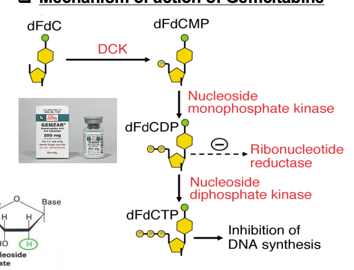 <p>What is the MOA of gemcitabine?</p>