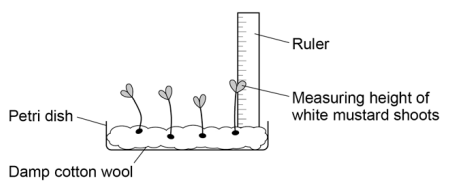 <p><strong><u>RP 8 — Plant Responses:</u></strong></p><p>1. Incubate 10 seeds in 3 petri dishes and allow them to __________.</p><ul><li><p>Number of ___________ seeds and amount of water should be the same.</p></li><li><p>Water daily with _______ __________ of water to each dish.</p></li></ul><p>2. Measure the _____ ________ of each seedling in mm using a _____.</p><p>4. Put one petri dish in each place:</p><ul><li><p>_____ ___________</p></li><li><p>______ __________</p></li><li><p>__________</p></li></ul><p>5. Measure the height of every seedling for _ days.</p><ul><li><p>Remove ________ and calculate the ______ ________ for each day.</p></li></ul><p></p>