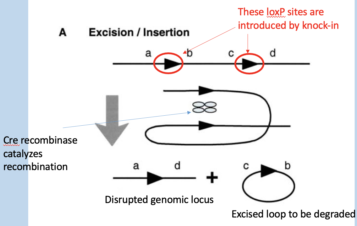 <p>Cre recombinase can excise DNA between the loxP sites, disrupting the allele</p><ul><li><p>loxP sites are introduced by knock-in</p></li><li><p>intro - loose loops or large groups</p></li></ul><p></p>