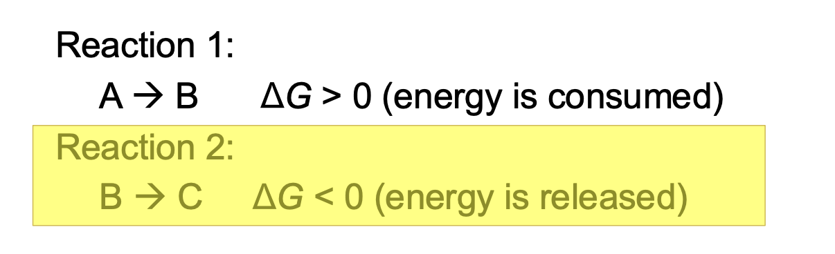 <ul><li><p><span style="background-color: inherit; line-height: 19.55px; color: windowtext;"><span>Reactions in the body can have multiple stops</span></span><span style="line-height: 19.55px; color: windowtext;"><span> </span></span></p></li><li><p>is a process in which spontaneous reactions (ΔG < 0) drive a non-spontaneous reaction (ΔG > 0)</p></li><li><p><span style="background-color: inherit; line-height: 19.55px; color: windowtext;"><span>If sum of reactions have a negative G --> reaction will also be spontaneous </span></span><span style="line-height: 19.55px; color: windowtext;"><span> </span></span></p><ul><li><p class="Paragraph SCXO151747460 BCX0" style="text-align: left;"><span style="background-color: inherit; line-height: 19.55px; color: windowtext;"><span>Reaction 2 has enough energy to activate reaction 1 -> coupled reaction can still occur</span></span><span style="line-height: 19.55px; color: windowtext;"><span> </span></span></p></li></ul></li></ul><p></p>