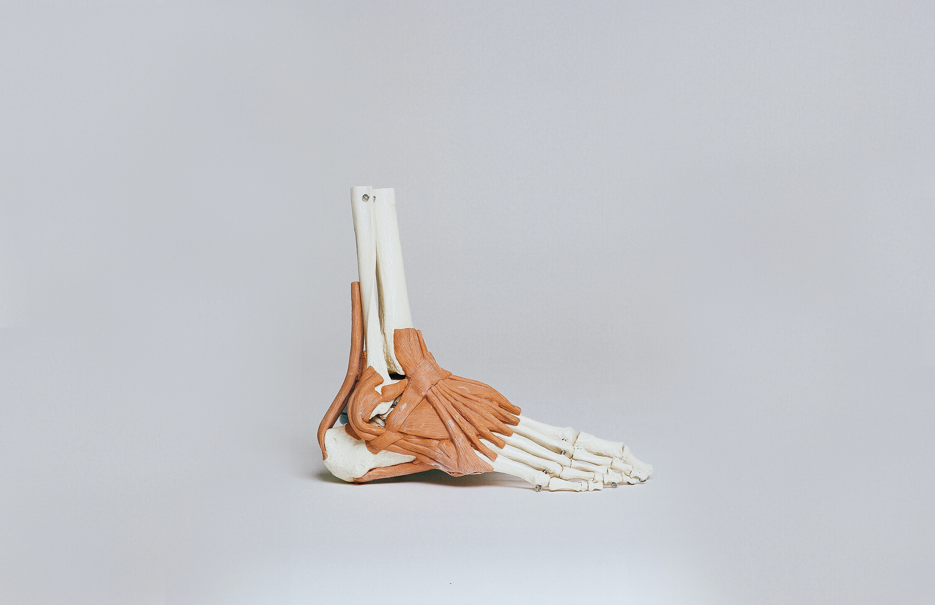 Axial Skeleton