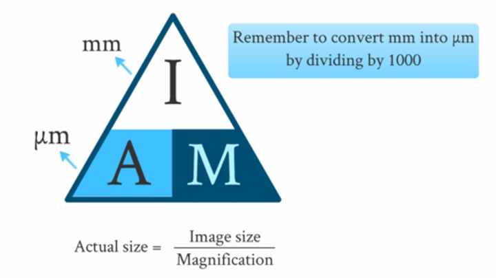 <p>actual image = micrometer</p><p>image = millimeter</p>
