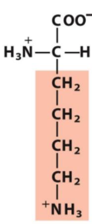 <p>Identify this amino acid</p>