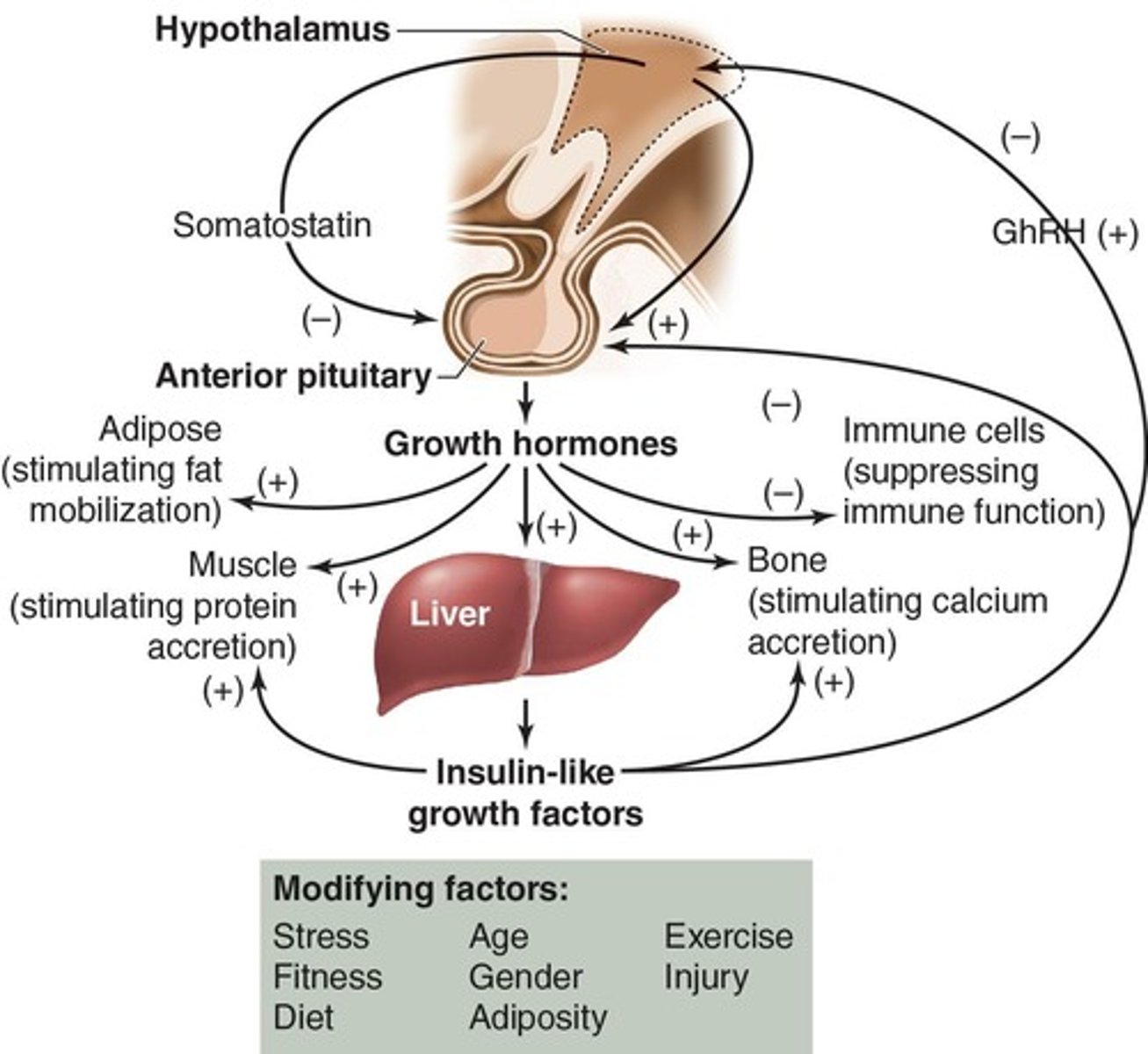 <p>GH decreases glucose utilization, increases protein and collagen synthesis, stimulates cartilage growth, enhances immune function, and increases lipolysis.</p>