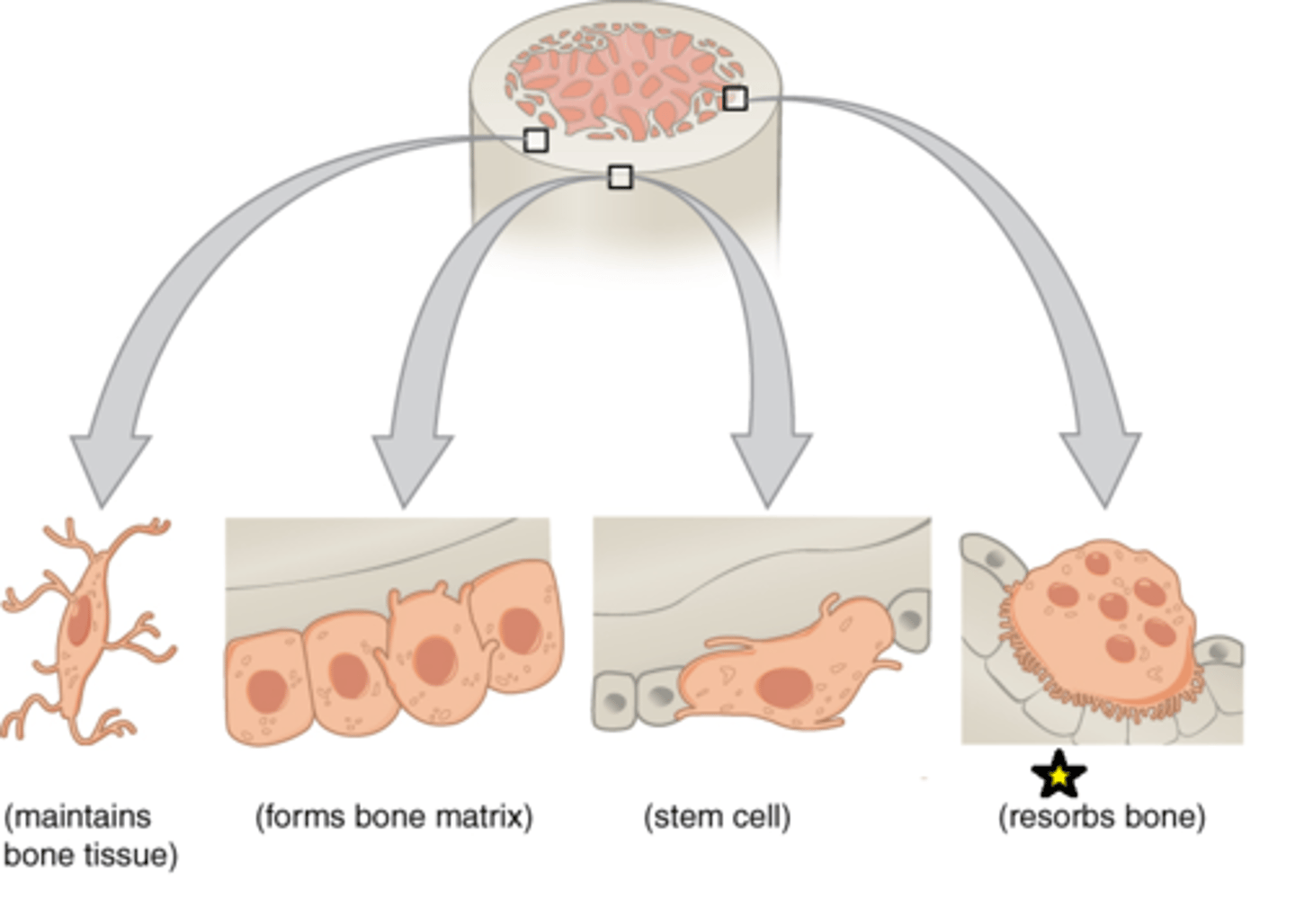 <p>Bone-destroying (cleaning) cells</p>